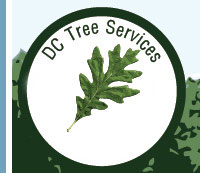 DC Tree Services Tree Surgery in Woodbridge and Suffolk